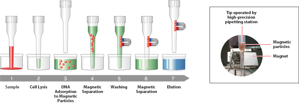 Principle of DNA extraction by Magtration®